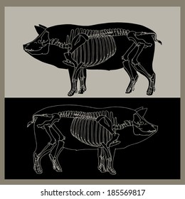 Pig skeleton