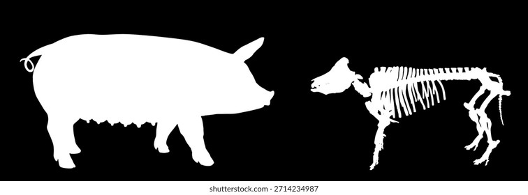 Pig skeleton vector silhouette illustration isolated on background. Biology education wallpaper poster. Farm animal symbol pig. Domestic animal. Swine silhouette. Sow shape. Boar shadow.