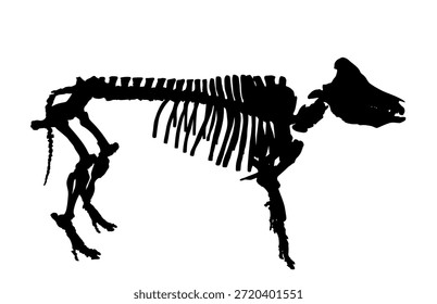 Pig esqueleto vetor silhueta ilustração isolado no fundo. Cartaz de papel de parede de educação biológica. Símbolo de animal de fazenda porco. Animais domésticos. Silhueta suína. Mostrar forma. Sombra de javali.