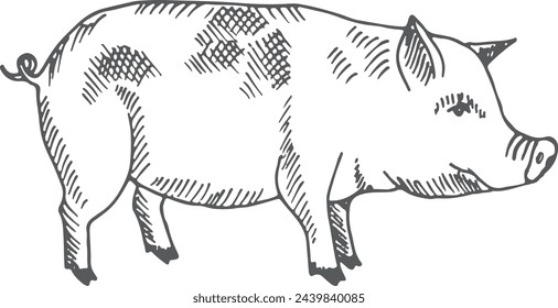 Pig sketch. Farm animal. Hand drawn piglet