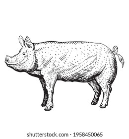 pig sketch, freehand drawing, vector black and white illustration. pig icon on white background, isolated