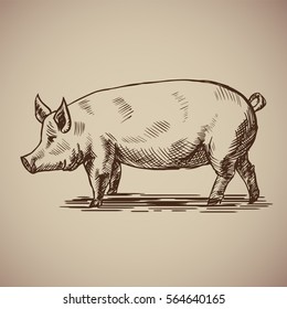 Pig in sketch style. Vector illustration. Drawn by hand. Farm animals. Livestock 