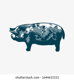 PIG SKETCH VECTOR ILLUSTRATION FARM 