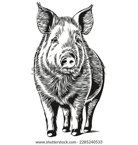 Pig sketchy, graphic portrait of a Pig on a white background, hog
