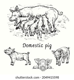 Pig (sow) feeding piglets and couple piglets isolated view. Ink black and white doodle drawing in woodcut style.