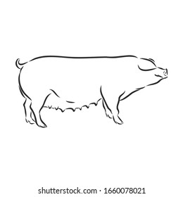 Pig sow , vector sketch illustration 