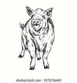 Pig standing front view. Ink black and white doodle drawing in woodcut style.