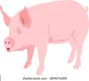 pig stands on a white background