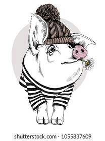 Pig in a in a striped cardigan, in a hipster knitted hat and with a Chamomile flower. Vector illustration.