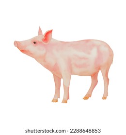 pig with style hand drawn digital painting illustration