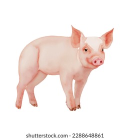 pig with style hand drawn digital painting illustration