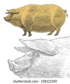 Pig or swine in vintage engraved style.  Vector illustration, isolated, grouped, transparent background