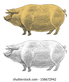 Pig or swine in vintage engraved style   Vector illustration, isolated, grouped, transparent background. 