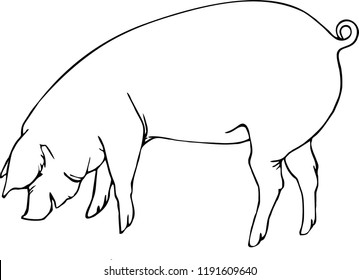 pig. symbol of the year 2019