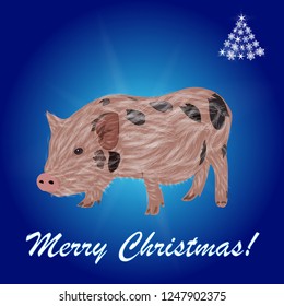 The pig is the symbol of the year