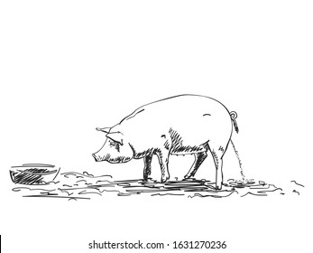 Pig urinating on farm vector sketch, Hand drawn illustration