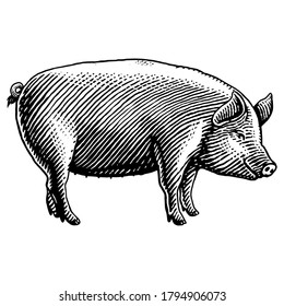 Pig Vector Engraving Hand Drawn Illustration