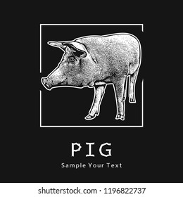 Pig - vector graphic illustration. White drawing of animal in engraving style isolated on black. Pattern for logo, label and design arts. 