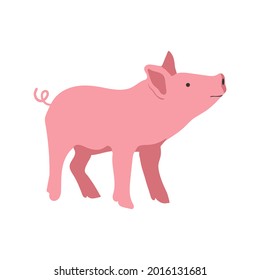 Pig vector hand drawn illustration in cartoon flat style. Isolated on white background.