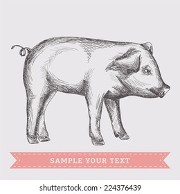 Pig. Vector illustration.