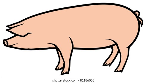 pig vector illustration