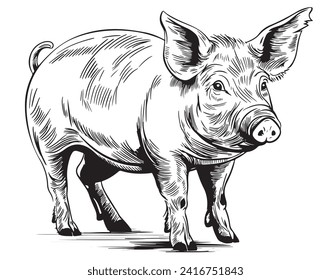 Pig vector illustration in graphics, hand drawn illustration. Farming,livestock