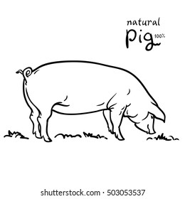 Pig of vector illustration. Isolated on white background. Pasture