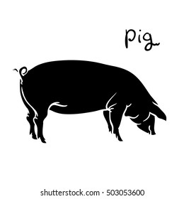 Pig of vector illustration. Pig isolated on white background.