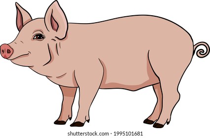 Pig. Vector illustration of piglet head isolated on white background. Clip art of farm animal in sketch realistic style. Illustration for label, poster, print and design.