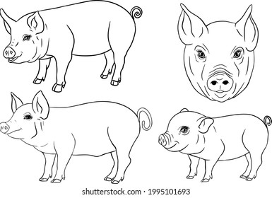 Pig. Vector illustration of piglet head isolated on white background. Clip art of farm animal in sketch realistic style. Illustration for label, poster, print and design.