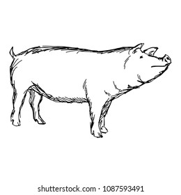 pig vector illustration sketch doodle hand drawn with black lines isolated on white background