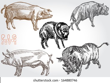 pig vector set 2