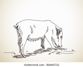 Pig Vector Sketch Hand drawn illustration