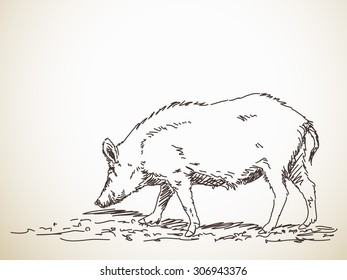 Pig Vector Sketch Hand drawn illustration