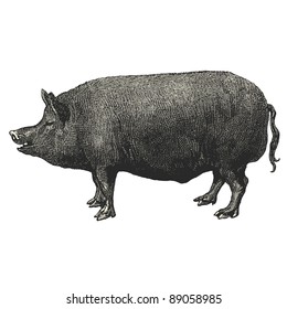 Pig - - vintage engraved illustration - "Cent récits d'histoire naturelle" by C.Delon published in 1889 France