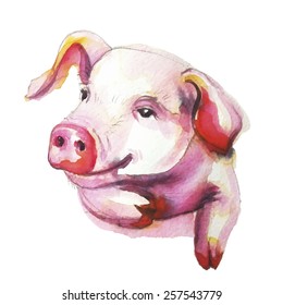 pig, water color illustration in vector 
