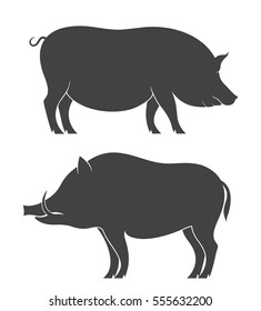 Pig and wild boar. Isolated pig on white background

