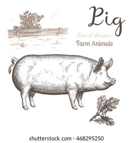 Pig-1. Vector illustration of pig and farm landscape in graphic style, hand drawing illustration