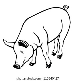 pig,black an white vector picture,contour image isolated on white background