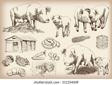 pig-breeding. set of vector sketches on a white background