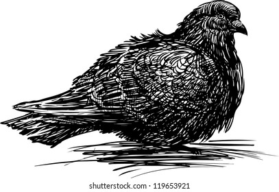 pigeon