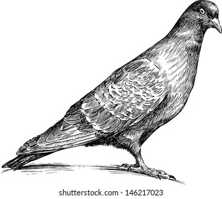 pigeon