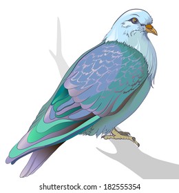 Pigeon