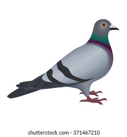 Pigeon