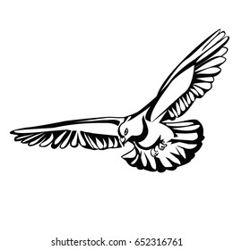 pigeon