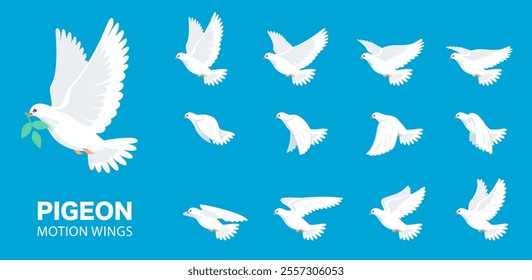 Pigeon animation. Bird motion wings in heaven