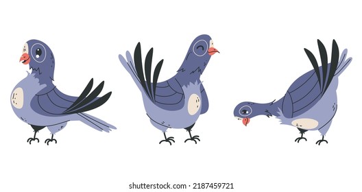 Pigeon bird character animal beak with different emotions and action isolated set collection concept. Vector graphic design element illustration