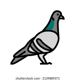 pigeon bird color icon vector. pigeon bird sign. isolated symbol illustration