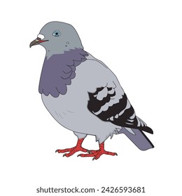 pigeon bird custom vector design