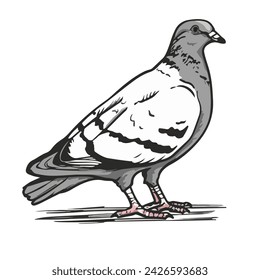 pigeon bird custom vector design